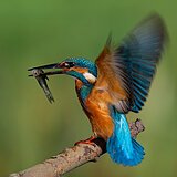Kingfishers